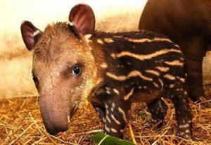 anak_tapir.jpg