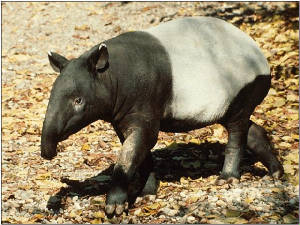 tapir1.jpg
